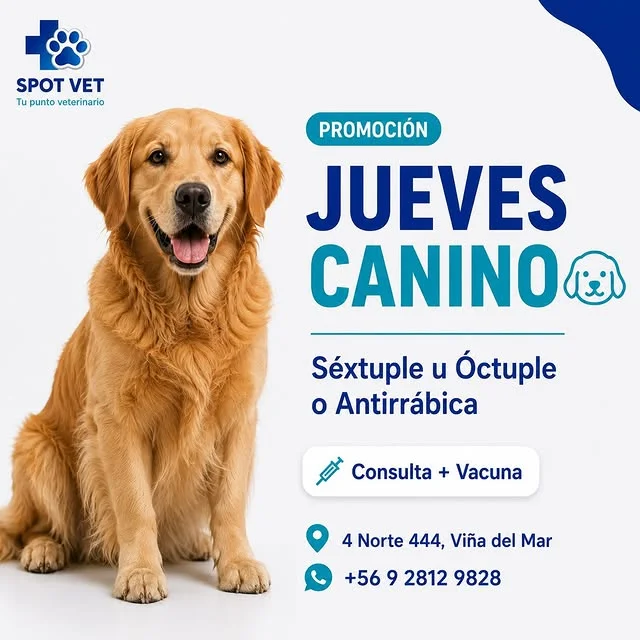 Golden retriever — Promoción Jueves Canino