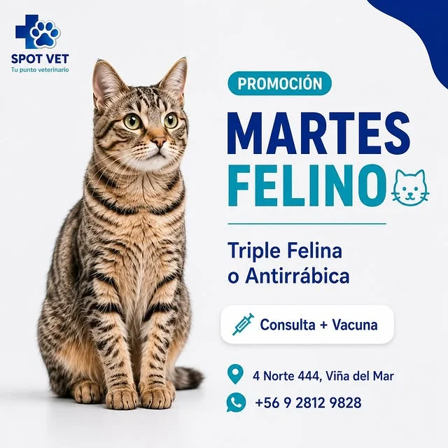 Gato tabby — Promoción Martes Felino